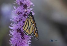 Monarch Butterfly Migration in Peril: New Study Shows Dramatic Decline in Roost Sizes MONARCH BUTTERFLY