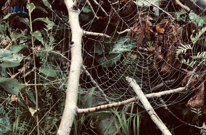 August 17 2019 - Early morning along Lake Superior with dew on the spider webs