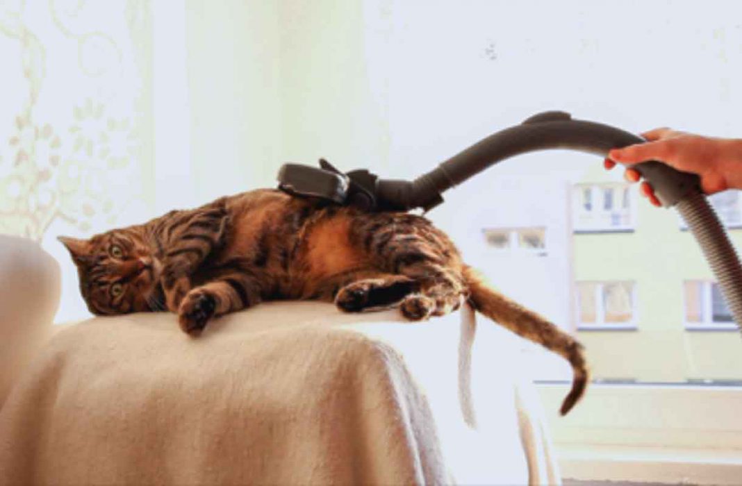 Why are Cats Scared of Vacuums NetNewsLedger