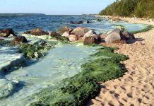Blue-Green Algae Identified at One Island Lake Blue Green Algae on Lake Winnipeg