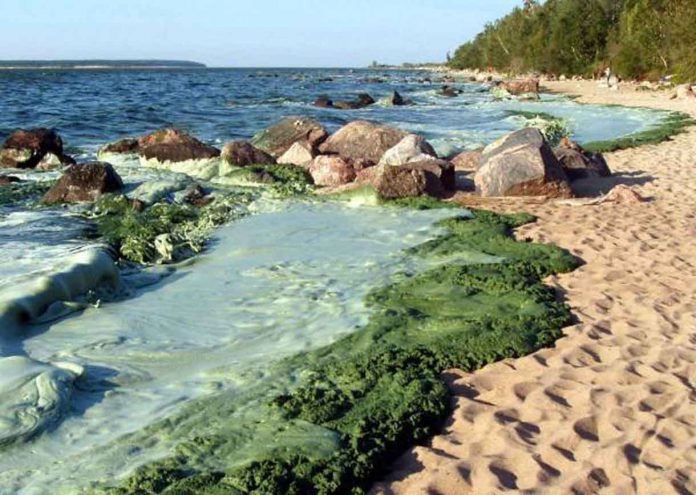 Blue Green Algae on Lake Winnipeg