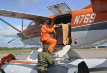 Wolf Translocation Project Continues on Isle Royale Wolf being loaded for flight to Isle Royale on US Fish and Wildlife Service aircraft. Photo courtesy of John Pepin, Michigan DNR