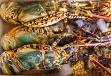 Canada Lags Far Behind in Addressing Widespread Seafood Fraud Fresh lobster at the seafood market.
