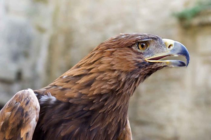 Portrait of a Golden Eagle - - Aquila chrysaetos