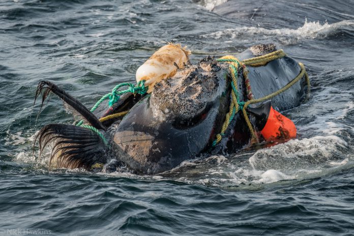North Atlantic right whale entangled in fishing gear -- Copyright: Nick Hawkins.