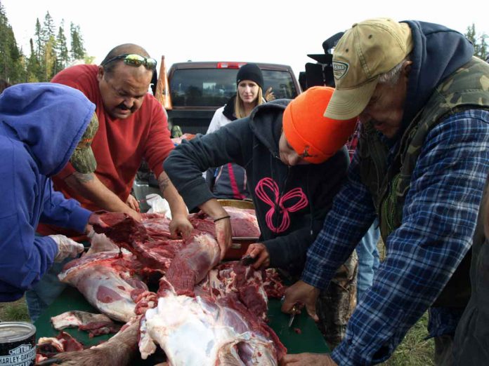Teaching the traditional methods of skinning and butchering a moose was provided by Elders and hunters at the recent Traditional Moose Hunt Camp near Matachewan FN from October 4 to 6. From L-R are: Elder Gertie Nolan, Chief Jason Batisse, Matachewan FN; Loretta Doupe, Brittany Batisse and Elder Mario Batisse.