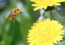 Honey bee colony collapse could mean food insecurity ARCHIVE PHOTO: A bee is covered with pollen as it approaches a dandelion blossom on a lawn in Klosterneuburg April 29, 2013. REUTERS/Heinz-Peter Bader
