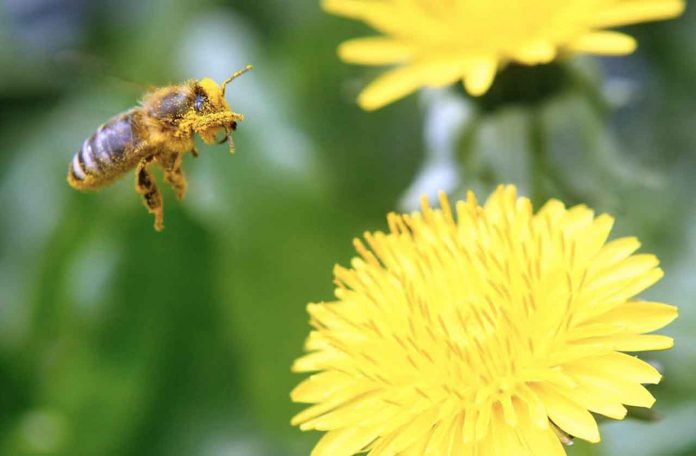 ARCHIVE PHOTO: A bee is covered with pollen as it approaches a dandelion blossom on a lawn in Klosterneuburg April 29, 2013. REUTERS/Heinz-Peter Bader