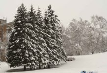 How Extreme Weather Is Changing Urban Tree Care Across Canada Snow Covered Trees on Court Street