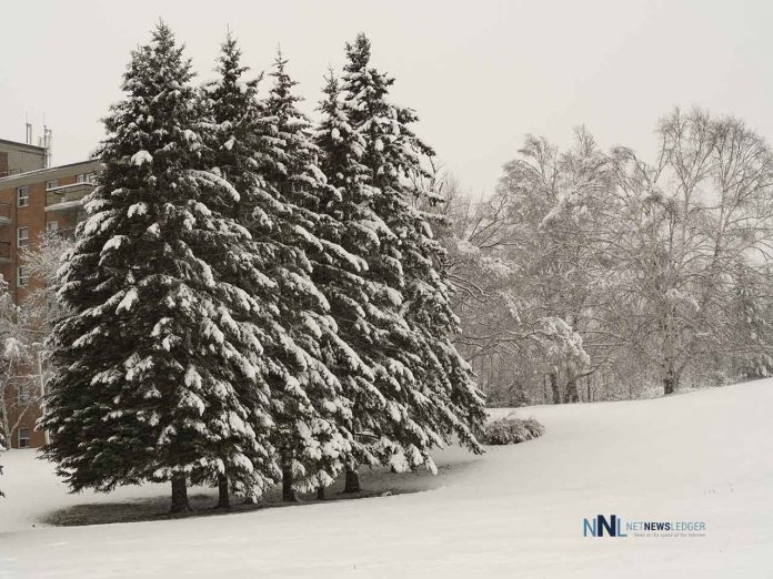 Snow Covered Trees on Court Street