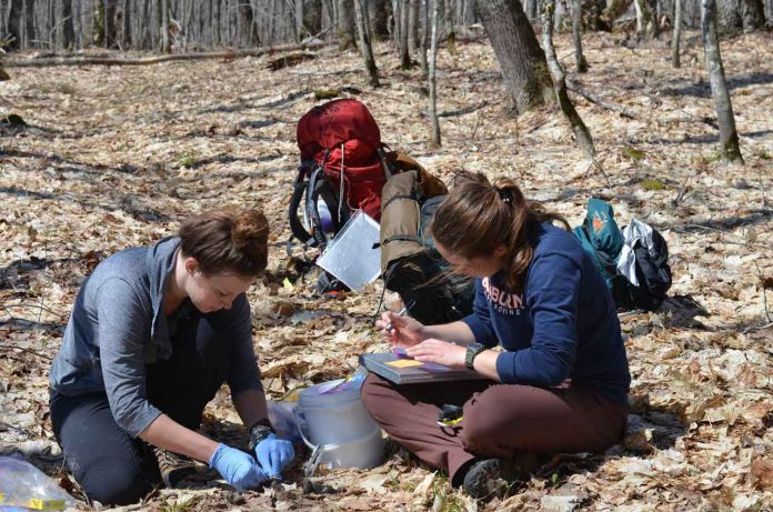 Wolf project technicians Megan Petersohn (left) and Cara Ratterman (right) sample wolf scat detected at wolf GPS cluster site, spring 2019, on Isle Royale. (photo courtesy of Tyler Petroelje, SUNY-ESF)