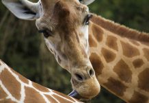 28 Amazing Facts You Never Knew About Giraffes 28 Amazing Facts You Never Knew About Giraffes
