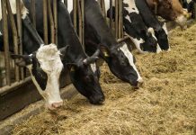 Will Dairy have a Post COVID-19 Renaissance? Canada's dairy industry
