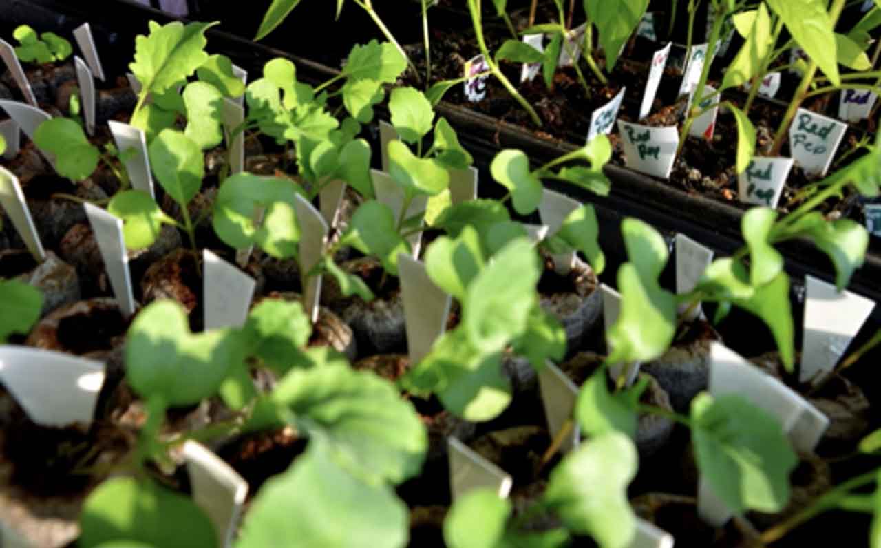 Jiffy Greenhouse. Can start up to 72 plants in such a small space. Great for that reason. You can see this better in the video.