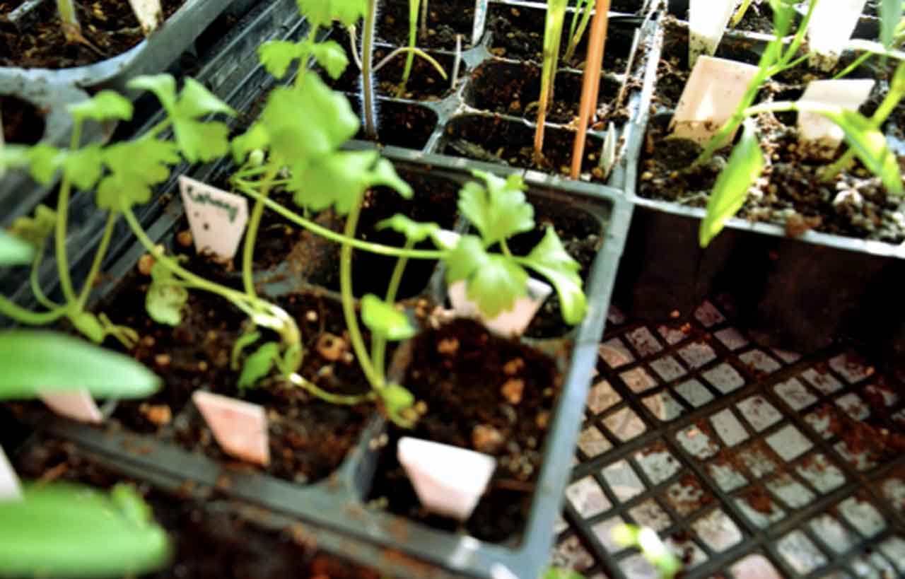 An example of planting seeds in the 6 pack… can be a 10 pack, or 4 pack, but keep things small to start for the comfort of your home, and then all plants have more light as they are in smaller areas.