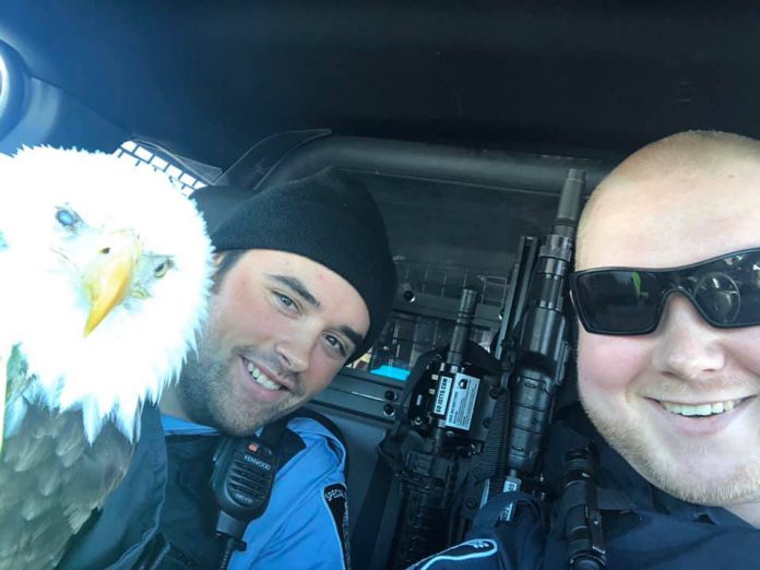 Dryden Police helped save this Bald Eagle