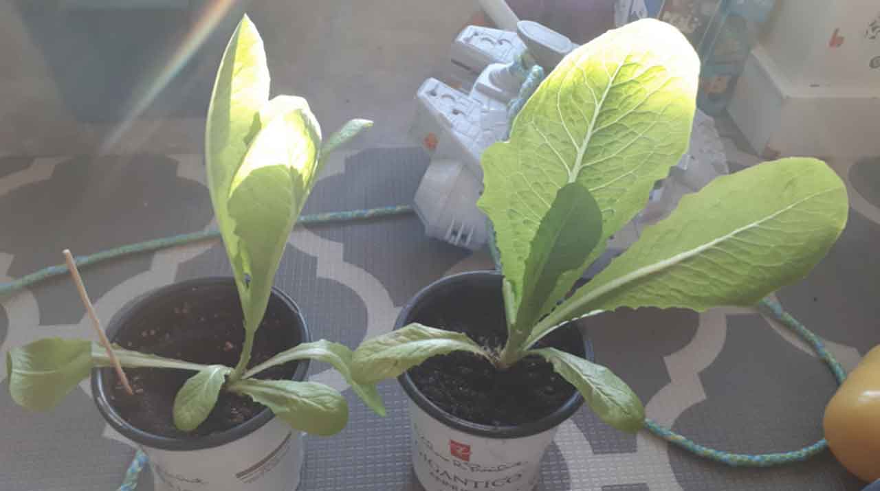 The lettuce plant on the left was NOT bumped up until the day before this picture, and the lettuce plant on the right was bumped up 2 weeks ago, AND I ate a small salad off of it already, so it is missing half of its leaves and STILL looks way healthier!