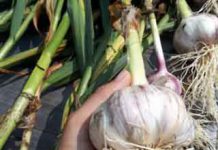 The Singing Green Thumb – Week 4: Growing Garlic Singing Green Thumb Shy-Anne
