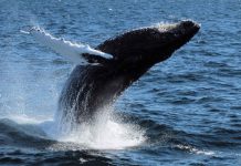 Family-Friendly San Diego Staycation Activity Ideas Family-Friendly San Diego Staycation Activity Ideas