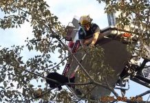 High Climbing Bear Generates an Active Night for First Responders Image TBFR