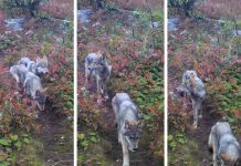 Wolf Pups Born on Isle Royale Photo Caption: Images taken in late September 2019, from a remote camera show two pups likely born to wolf 014F in spring 2019, Isle Royale National Park. NPS/SUNY-ESF photos.