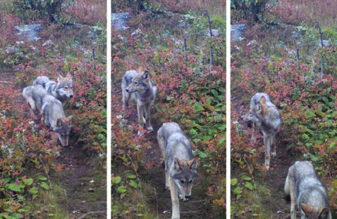 Photo Caption: Images taken in late September 2019, from a remote camera show two pups likely born to wolf 014F in spring 2019, Isle Royale National Park. NPS/SUNY-ESF photos.