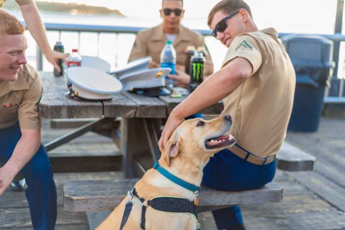 6 Ways Dogs Help Veterans Cope With PTSD
