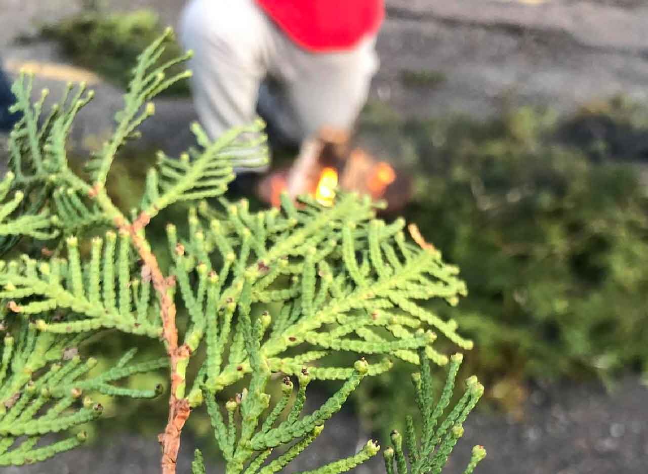 Cedar at the Sacred Fire