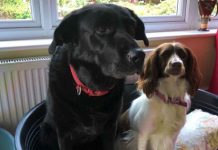 Importing Pets To Singapore: The Ultimate Guide for Pet Owners Dog grooming