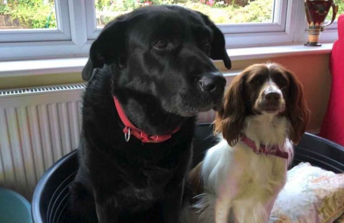 Dog welfare charity, Thin Blue Paw is urging pet owners to keep festive food out of reach of curious pets this Xmas. Jess & Betty, pictured, needed life-saving treatment after eating a mince pie.