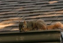 Will Wildlife Control Canada Be A Busy Industry This Winter Season?