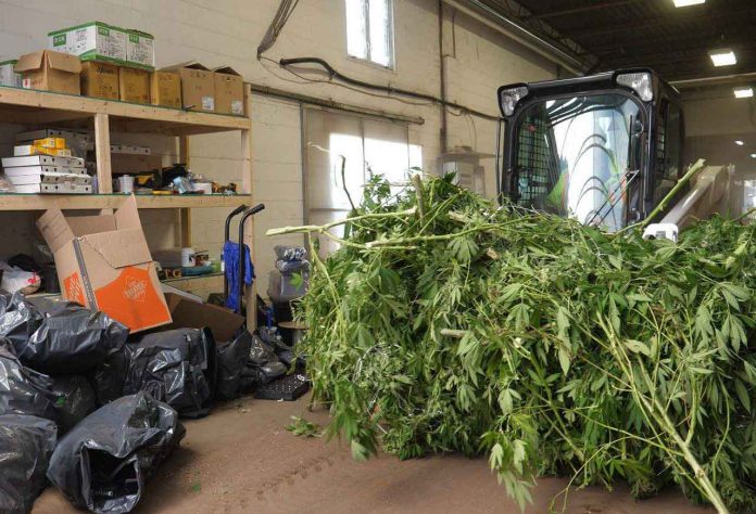 OPP have targeted illegal cannabis grow operations and sales