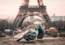 How to Book Cheap Flights to Paris: Tips and Tricks Love, Its Manifestations and Stages