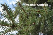 Munzeroy-Trees-Weather