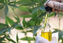 Studies on the Different Uses of CBD CBD OIL