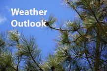 Spring-Weather-Outlook-Blue-Sky-Pine-Trees-DSC00127