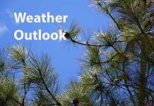 Sunny but Sharp Cold: Dryden & Vermilion Bay Weather Outlook Weather Outlook Pine Trees and Blue Sky