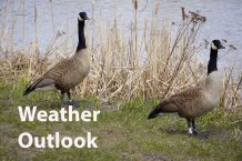 Two-Geese-Posing-DSC00101