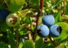 August 13, 2026: Northwestern Ontario Weather – Sunny and Warm Through Friday, Showers Return Saturday Blueberries