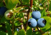 August 13, 2026: Northwestern Ontario Weather – Sunny and Warm Through Friday, Showers Return Saturday Blueberries