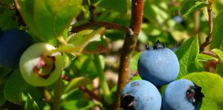 August 13, 2026: Northwestern Ontario Weather – Sunny and Warm Through Friday, Showers Return Saturday Blueberries