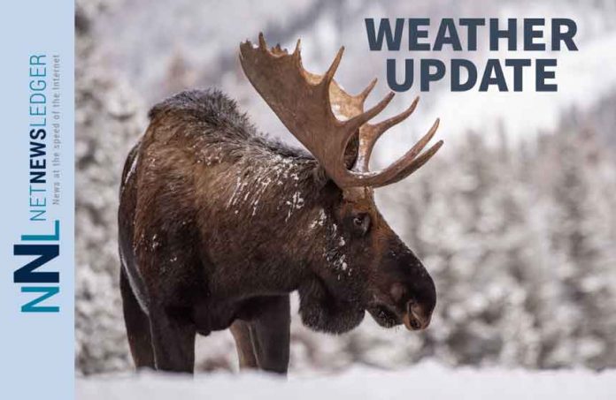 Weather Update Moose in Snow