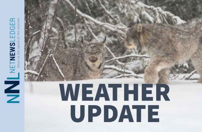 Weather Update Canadian Lynx in Snow