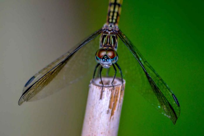 Dragonflies are a wetlands 'Canary in the Coal Mine'