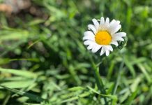 Things to Do in Brampton, ON Summer Spring Daisy