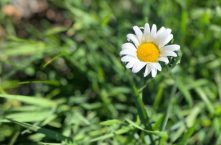Summer Spring Daisy