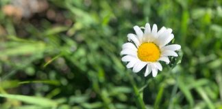 March 28, 2026: Thunder Bay’s Slow Start to Spring Continues With Light Snow Returning by Noon Summer Spring Daisy