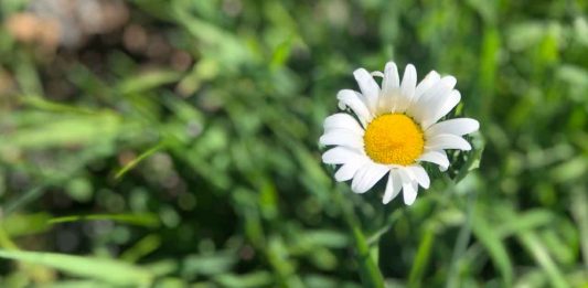 March 28, 2026: Thunder Bay’s Slow Start to Spring Continues With Light Snow Returning by Noon Summer Spring Daisy