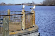 Kam-River-Park-Sea-Gulls-DSC00016