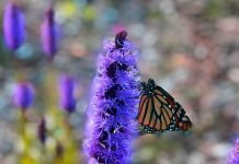Don’t Rush to Rake Your Lawn – The Butterflies and Bees Will Thank You! Monarch Butterfly